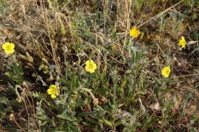 <i>Tuberaria guttata</i>