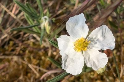 <i>Helianthemum apenninum</i>
