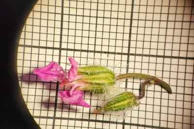 <i>Geranium purpureum</i>