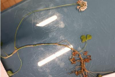 <i>Trifolium repens</i>