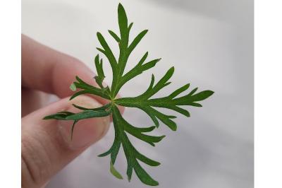 <i>Geranium columbinum</i>