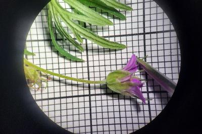 <i>Geranium columbinum</i>