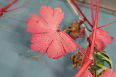 <i>Geranium lucidum</i>