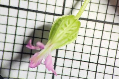 <i>Geranium lucidum</i>