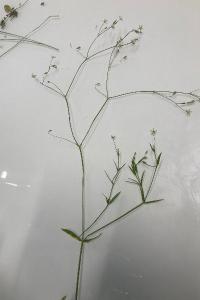 <i>Stellaria graminea</i>