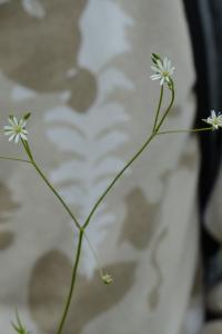 <i>Stellaria graminea</i>