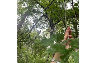 <i>Quercus robur</i>