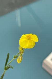 <i>Helianthemum nummularium</i>