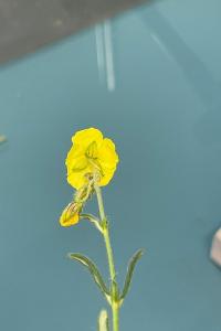 <i>Helianthemum nummularium</i>