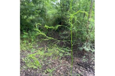 <i>Asparagus officinalis</i>