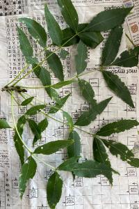<i>Fraxinus excelsior</i>
