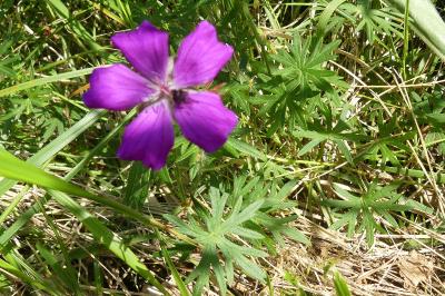 <i>Geranium sanguineum</i>