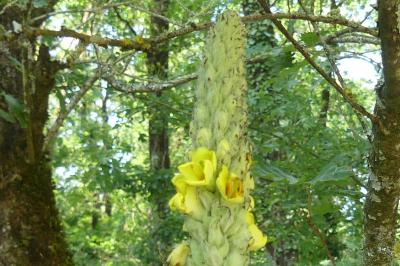 <i>Verbascum thapsus</i>