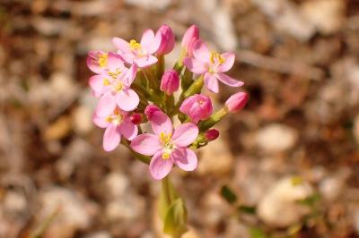 <i>Centaurium erythraea</i>