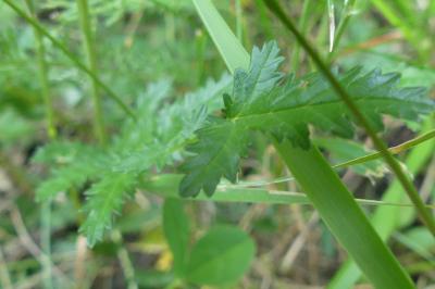 <i>Filipendula vulgaris</i>