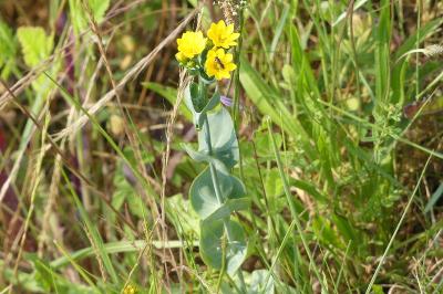<i>Blackstonia perfoliata</i>