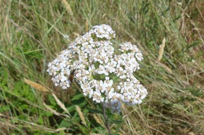 <i>Achillea millefolium</i>