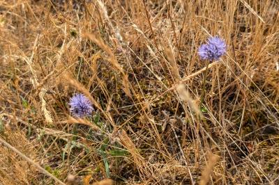 <i>Jasione montana</i>