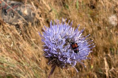 <i>Jasione montana</i>