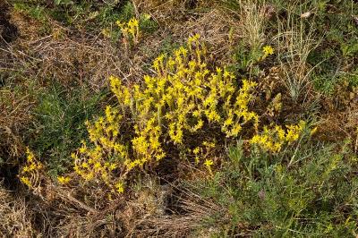 <i>Sedum acre</i>