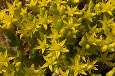 <i>Sedum acre</i>