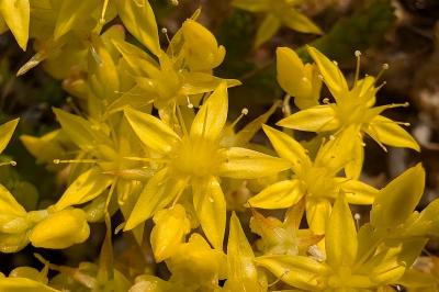 <i>Sedum acre</i>