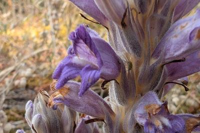 <i>Phelipanche arenaria</i>