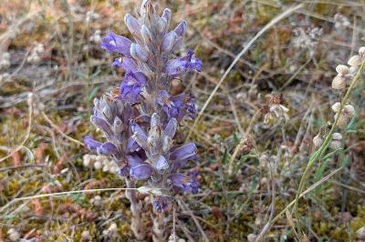 <i>Phelipanche arenaria</i>
