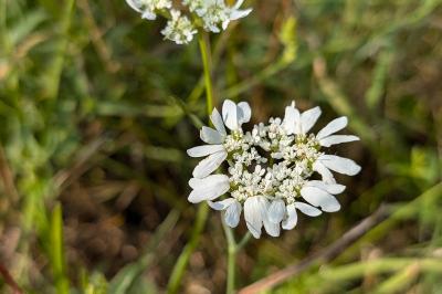 <i>Orlaya grandiflora</i>