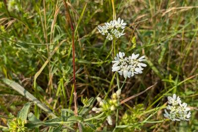 <i>Orlaya grandiflora</i>