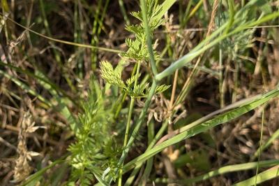 <i>Orlaya grandiflora</i>