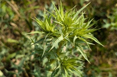 <i>Eryngium campestre</i>