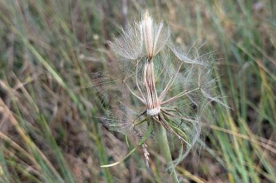 <i>Tragopogon pratensis</i>