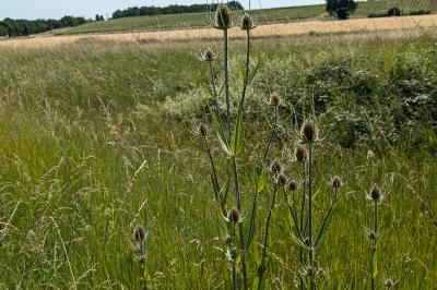 <i>Dipsacus fullonum</i>