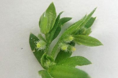 <i>Galium murale</i>