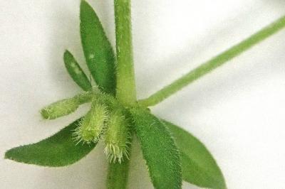 <i>Galium murale</i>