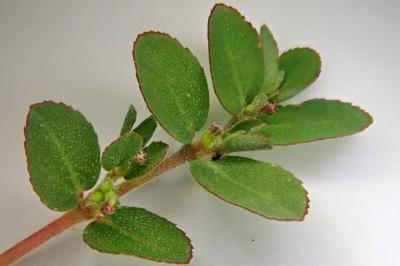 <i>Euphorbia prostrata</i>