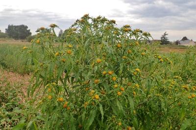 <i>Bidens radiata</i>