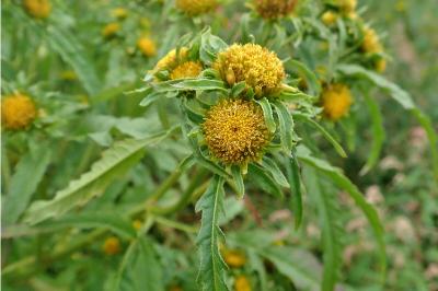 <i>Bidens radiata</i>