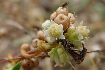 <i>Cuscuta campestris</i>