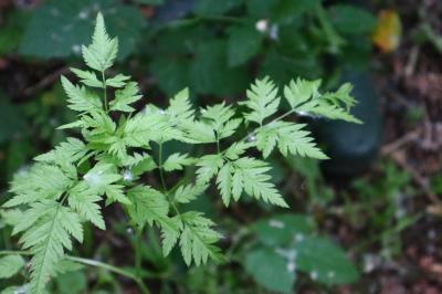 <i>Torilis japonica</i>