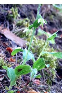 <i>Epipactis muelleri</i>