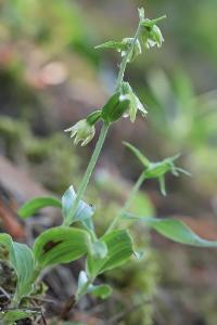 <i>Epipactis muelleri</i>