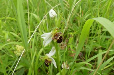 <i>Ophrys apifera</i>