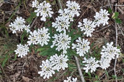 <i>Iberis amara</i>