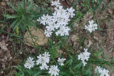 <i>Iberis amara</i>