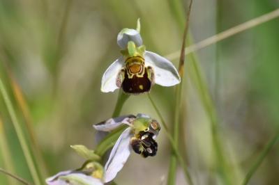 <i>Ophrys apifera</i>