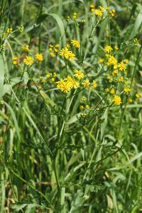 <i>Jacobaea aquatica</i>
