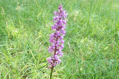 <i>Gymnadenia conopsea</i>