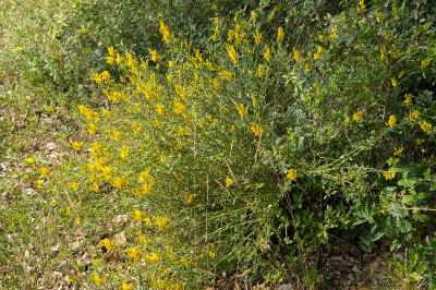 <i>Genista tinctoria</i>